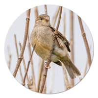 Muurcirkel - Mus in tak PB