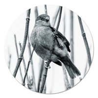 Muurcirkel - Mus in tak Zwart Wit PB