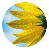 Muurcirkel - Zonnebloem met druppels PB