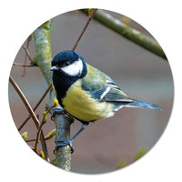 Muurcirkel - Koolmees PB