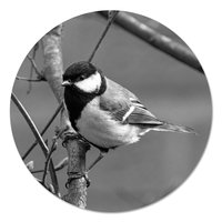 Muurcirkel - Koolmees Zwart Wit PB