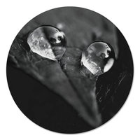 Muurcirkel - Blad met waterdruppels Zwart Wit PB