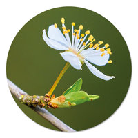 Muurcirkel - Bloem op tak PB