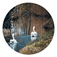 Muurcirkel - Zwanen PB