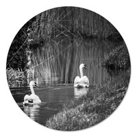 Muurcirkel - Zwanen Zwart Wit PB