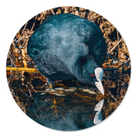 Muurcirkel - Meerkoet PB