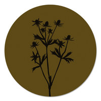 Muurcirkel - Distel olijf
