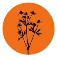 Muurcirkel - Distel oranje