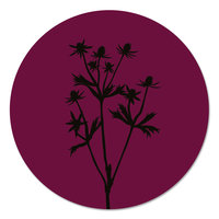 Muurcirkel - Distel paars